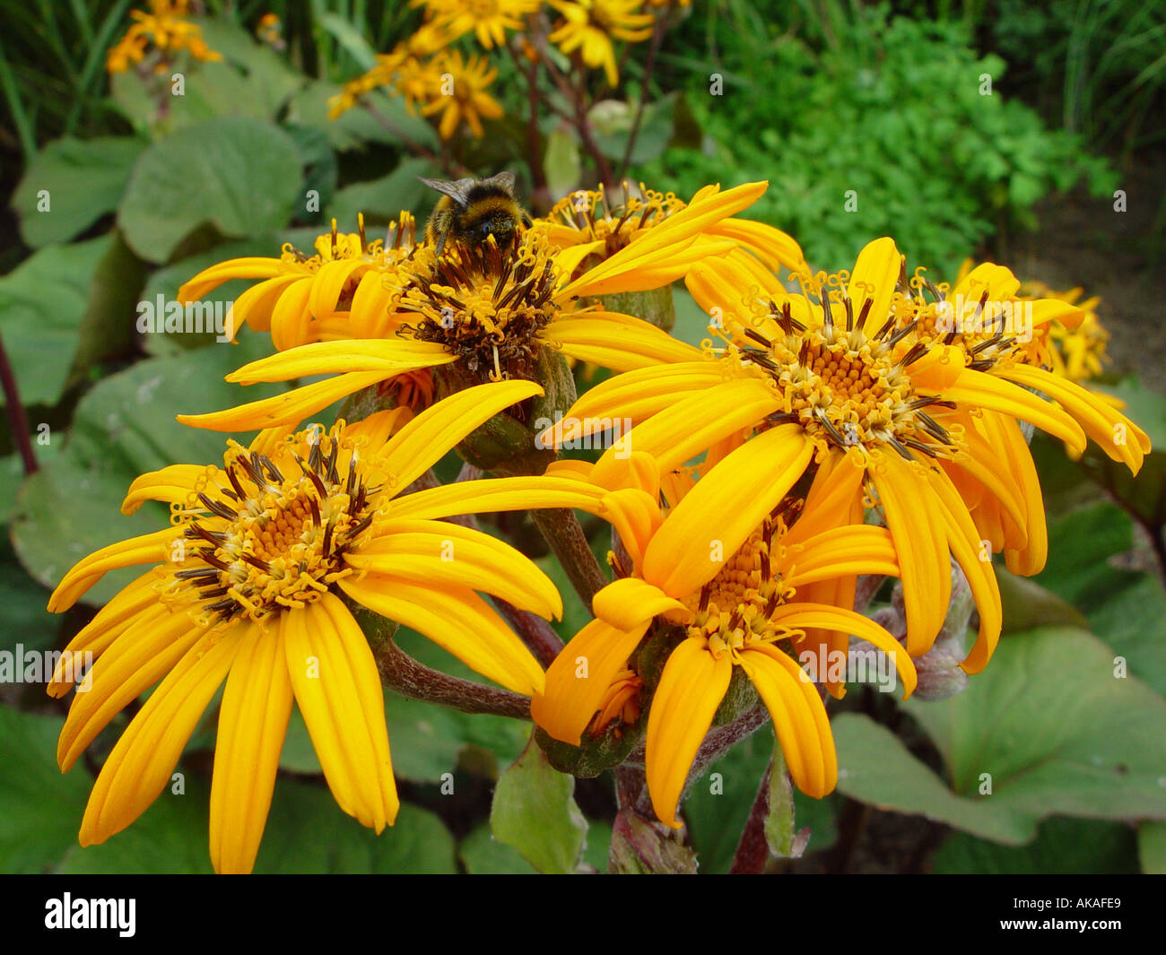 Ligularia dentata Desdemona with Bee Insects in the garden Stock Photo