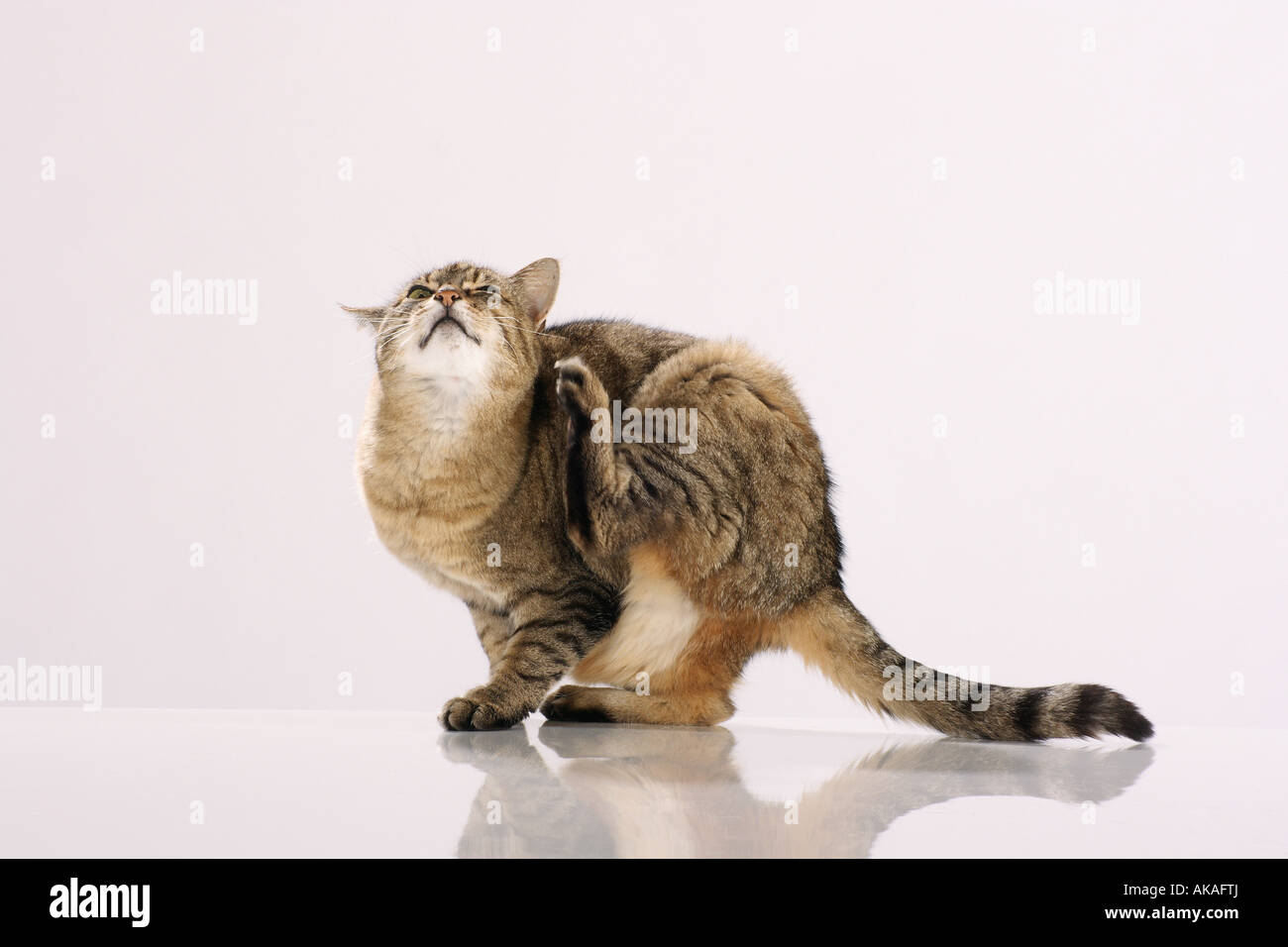cat scratching itself cut out Stock Photo Alamy