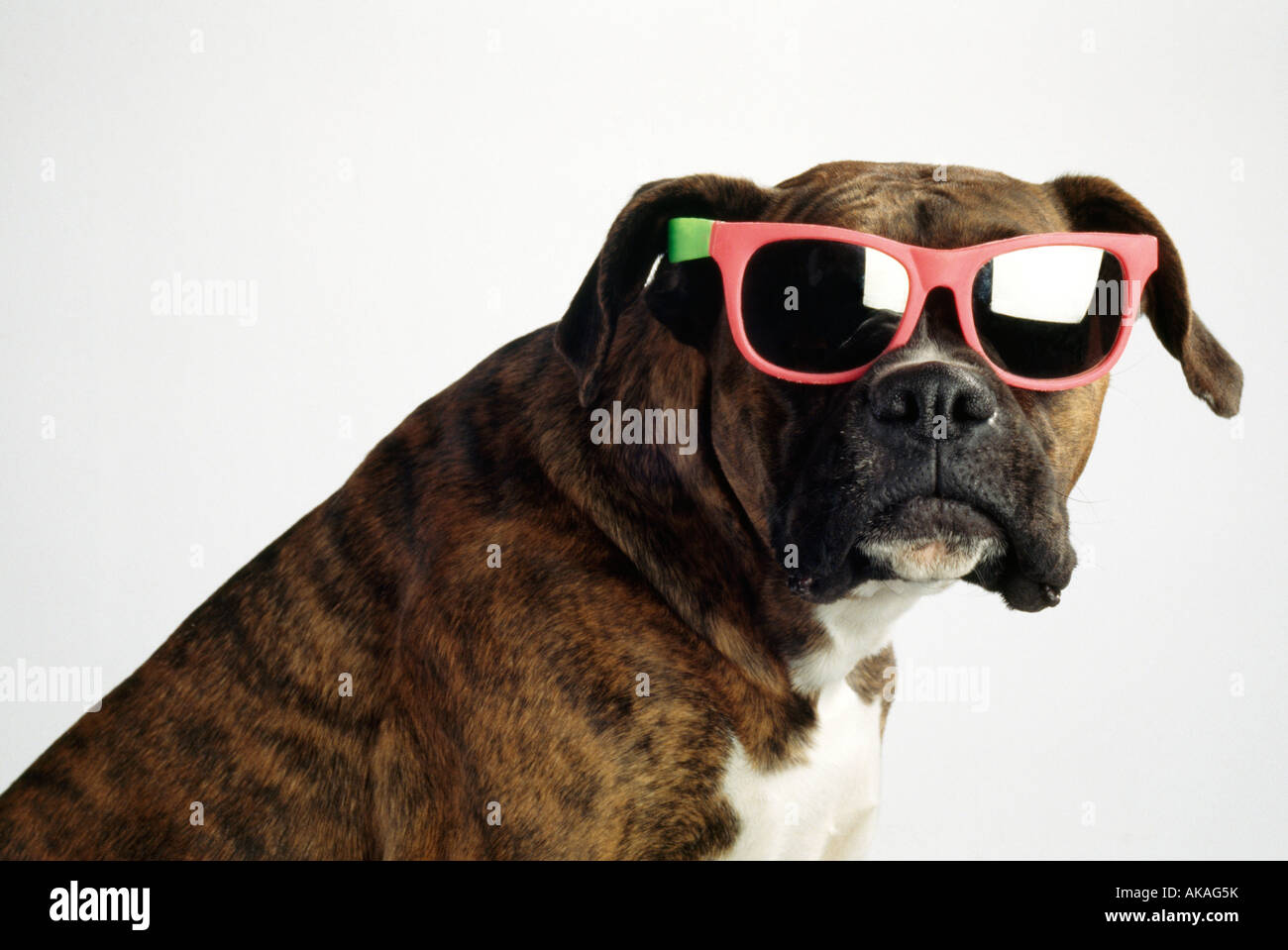 cool dog wearing sunglasses