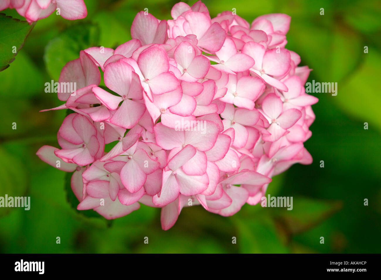 Hydrengea hi-res stock photography and images - Alamy