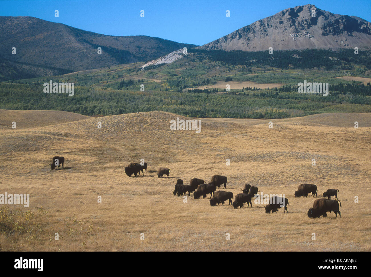 Bison Bison bison Waterton Lakes National Park Canada Stock Photo Alamy
