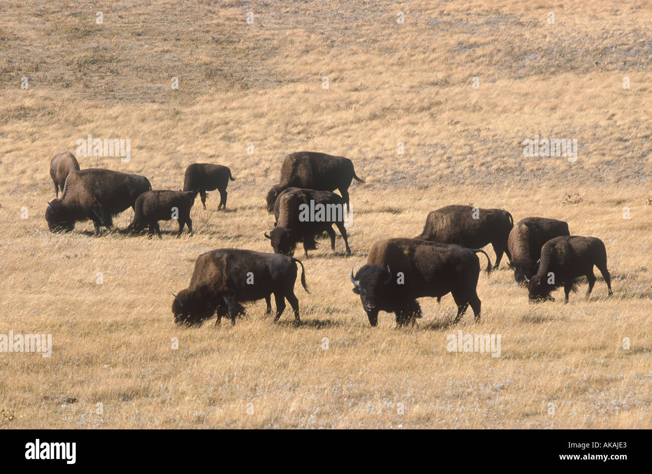 Bison Bison bison Waterton Lakes National Park Canada Stock Photo Alamy