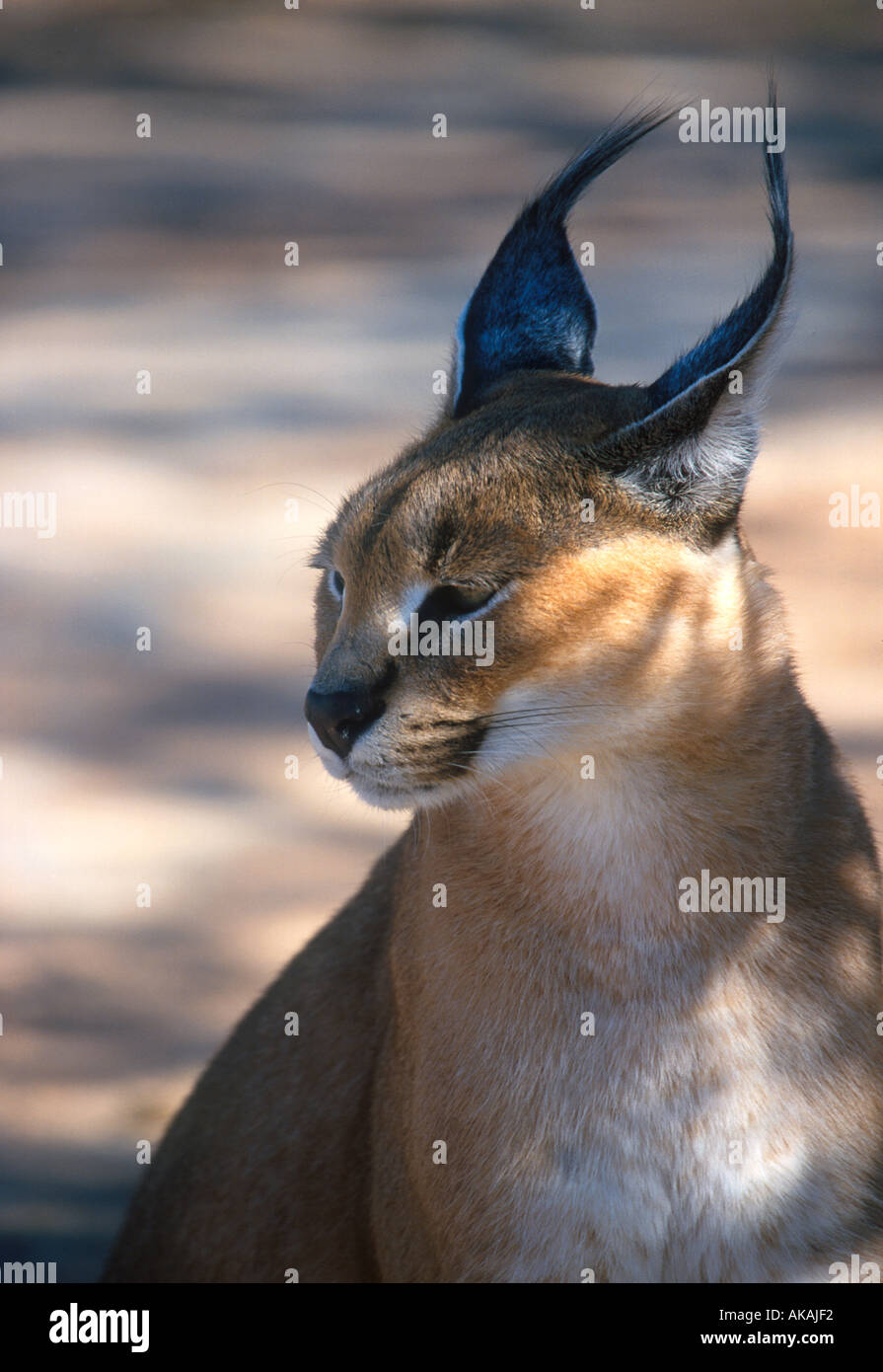 Caracal Felis caracal Close up of head Namibia Stock Photo - Alamy