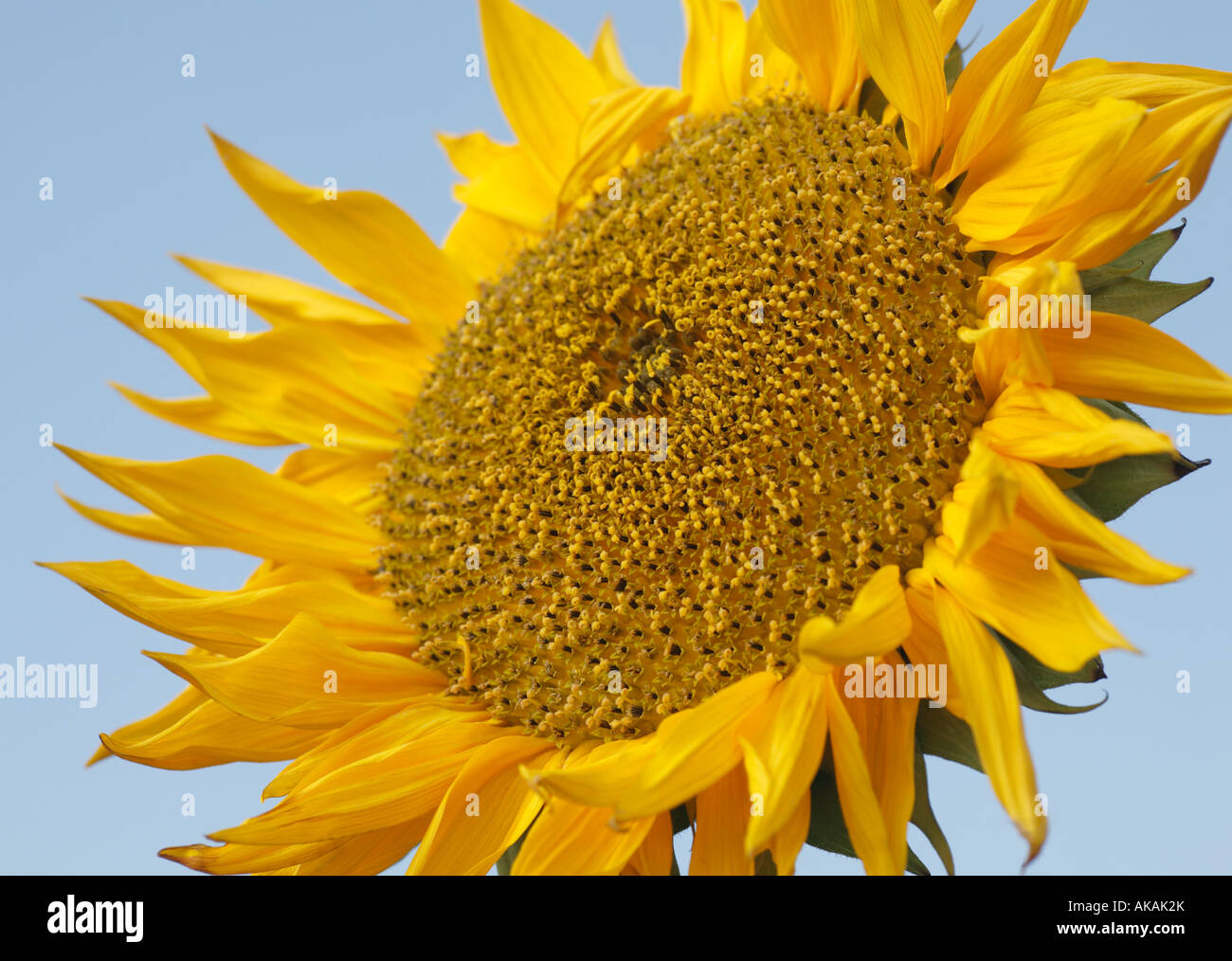 Sunflower against a blue sky Stock Photo - Alamy