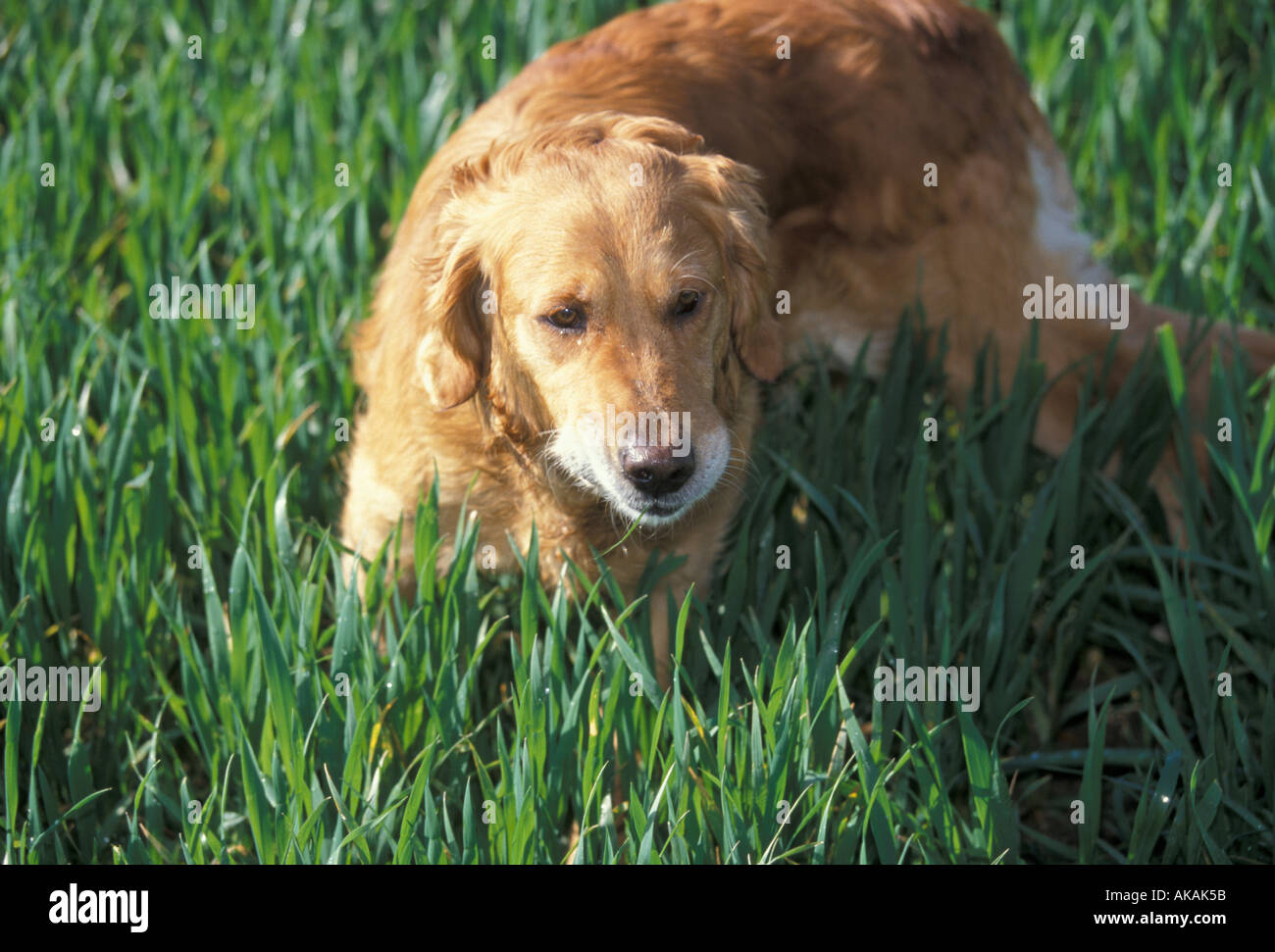 Image showcasing Domestic Dog Eating grass Stock Photo - Alamy