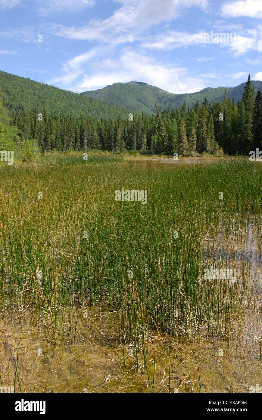 Wetlands environment Marsh boreal forest plants Liard River Hotsprings Provincial Park Alaska Highway ALCAN Al Can British Colum Stock Photo