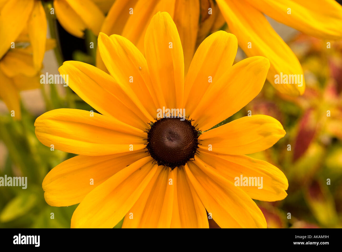 yellow flower with brown middle Stock Photo Alamy