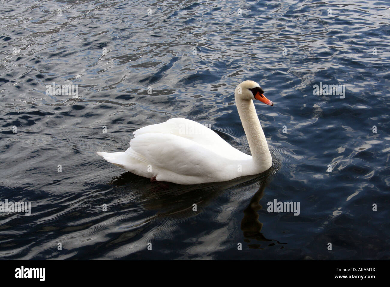 Beautiful swan swimming in lake Stock Photo
