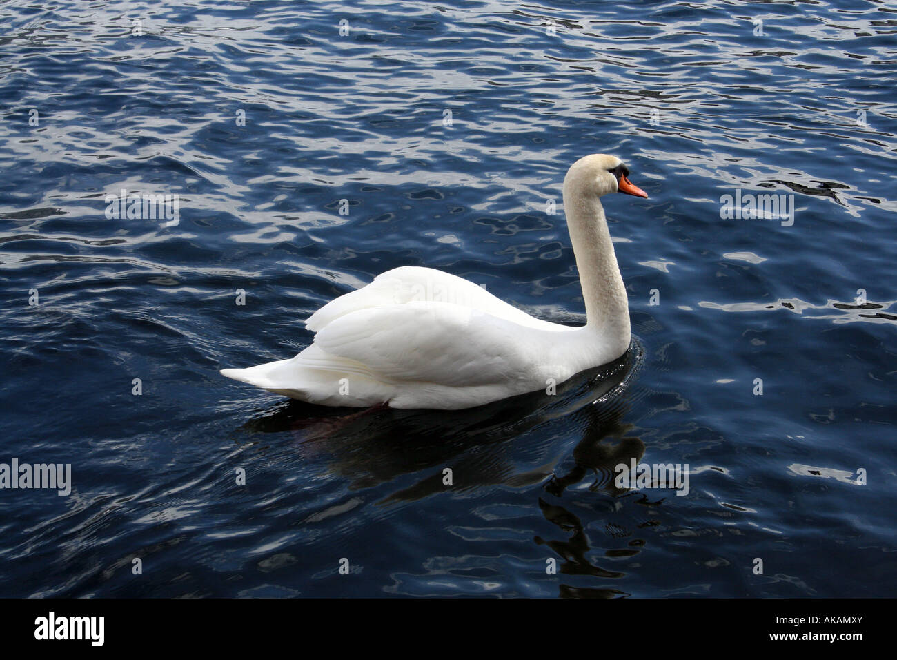 Beautiful swan swimming in lake Stock Photo