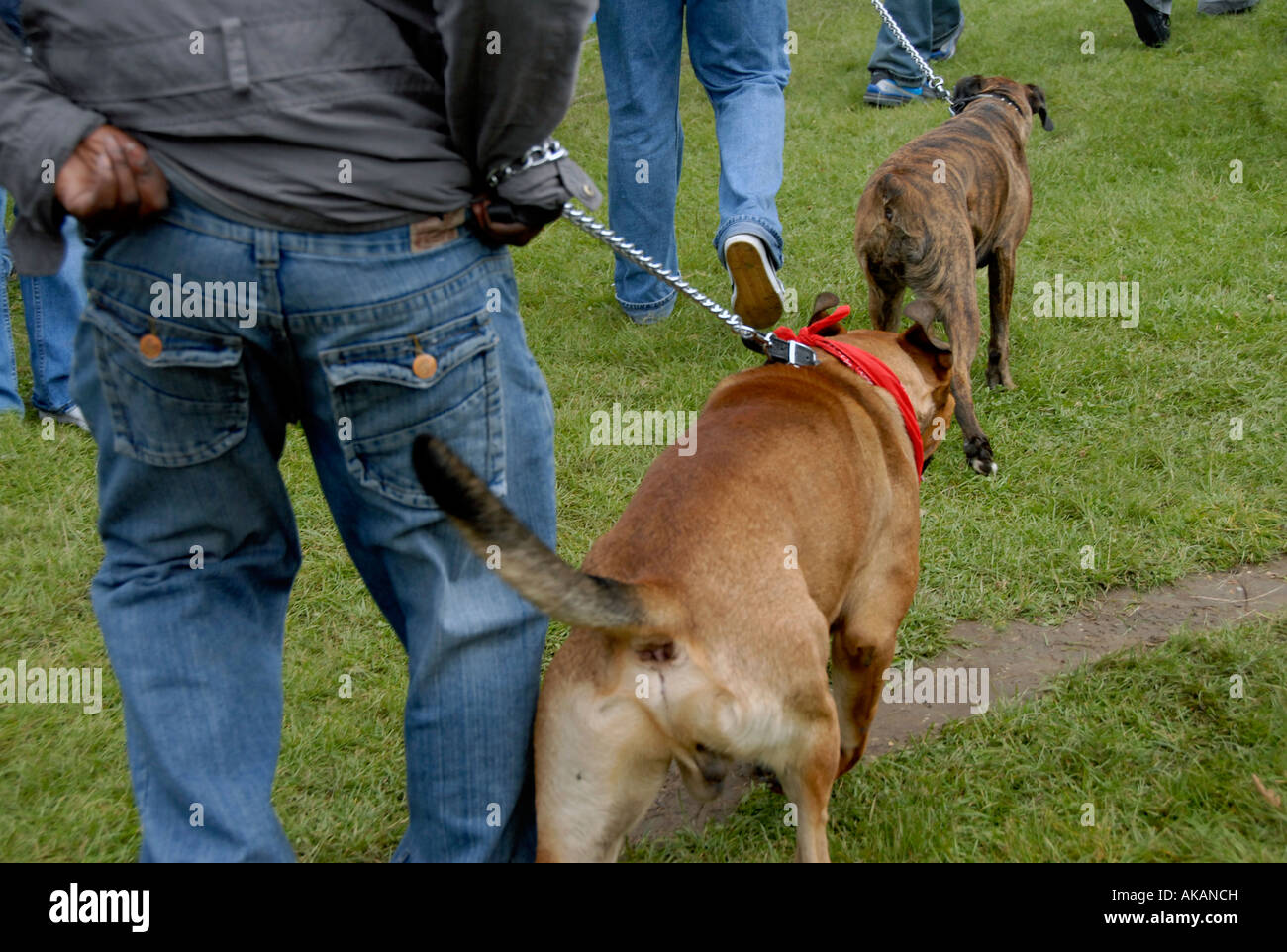 Staffordshire bull terrier with chain Stock Photo