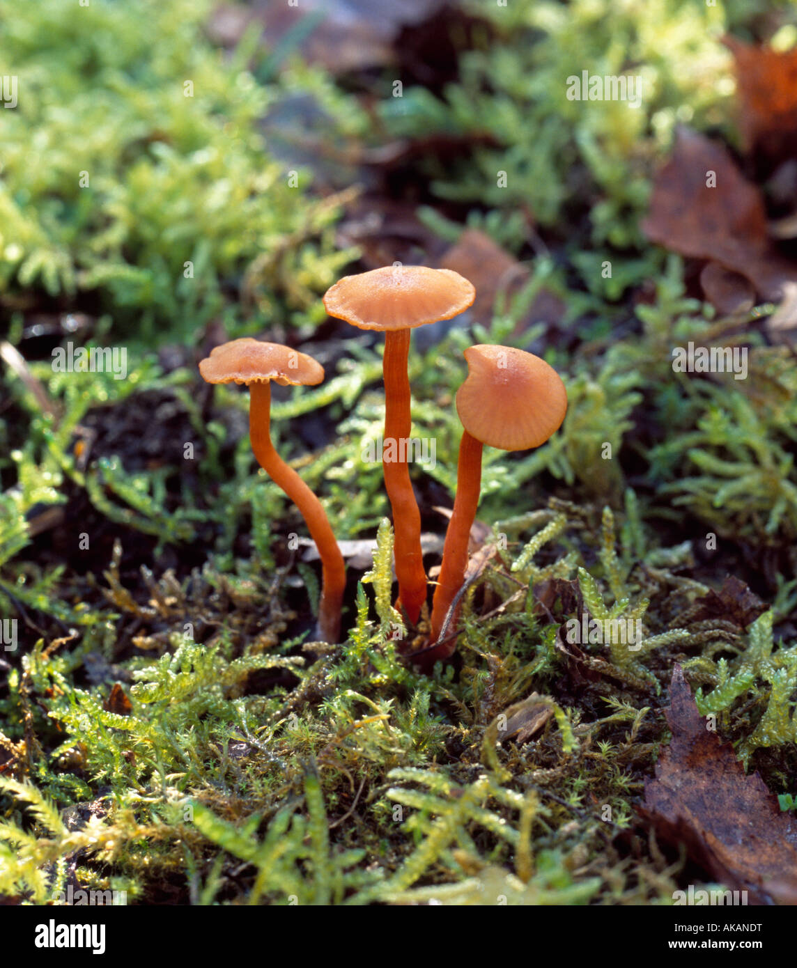 Deceiver laccaria laccata fungi. Stock Photo