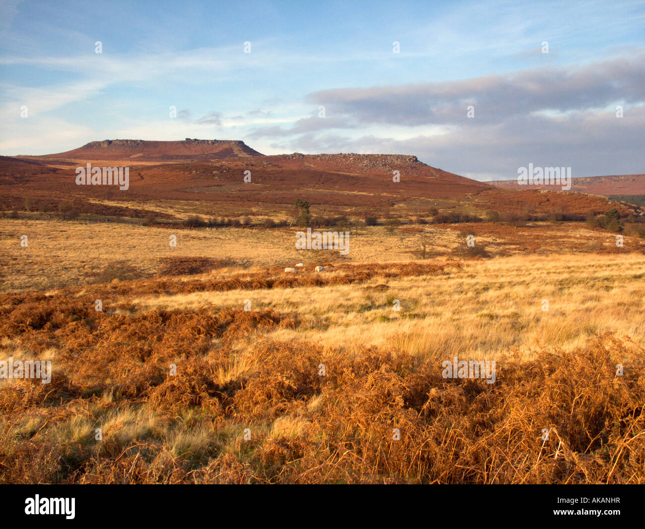 Higger Tor and Carl Wark Hill forts.Heather covered moorland in Derbyshire Peak District National Park England. Stock Photo