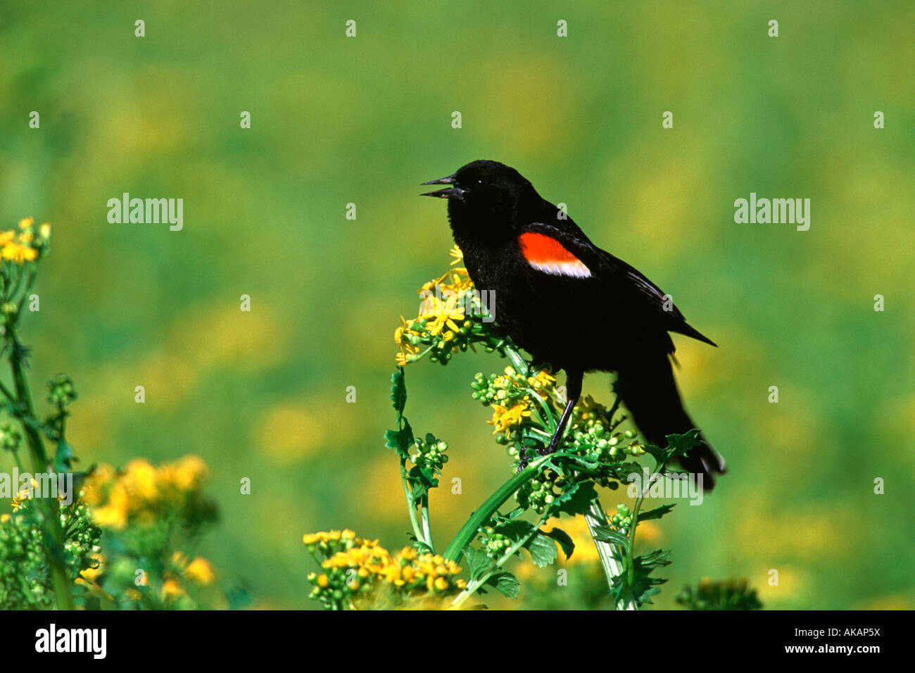 Red winged Blackbird singing perched in mustard wildflowers Stock Photo