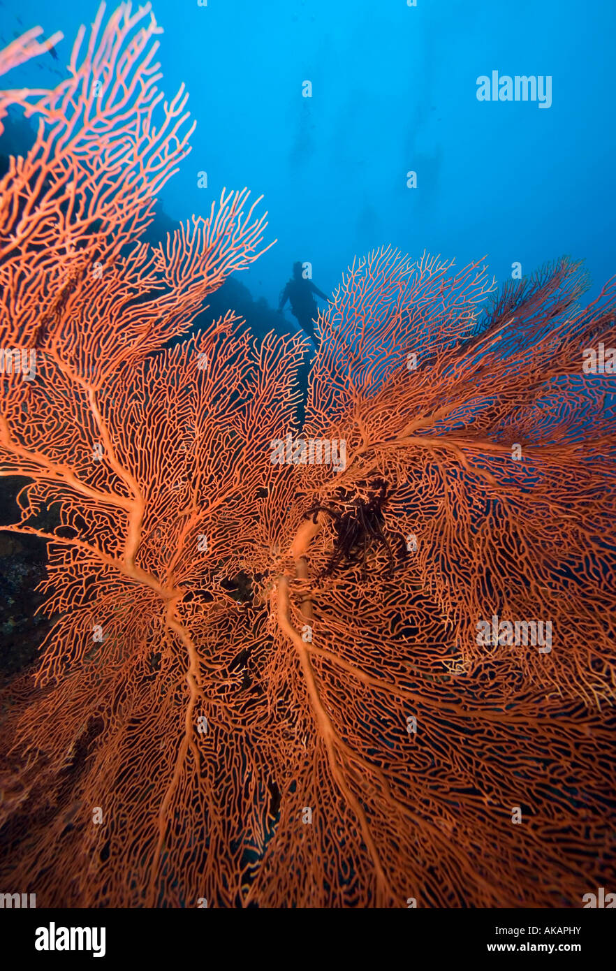 Underwater shot of a large gorgonian, adorned with a feather star, Papua New Guinea. Stock Photo