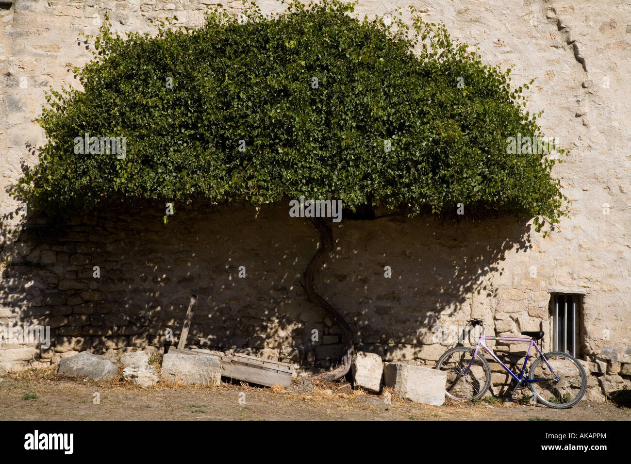 Bicycle parked under a tree, France Stock Photo