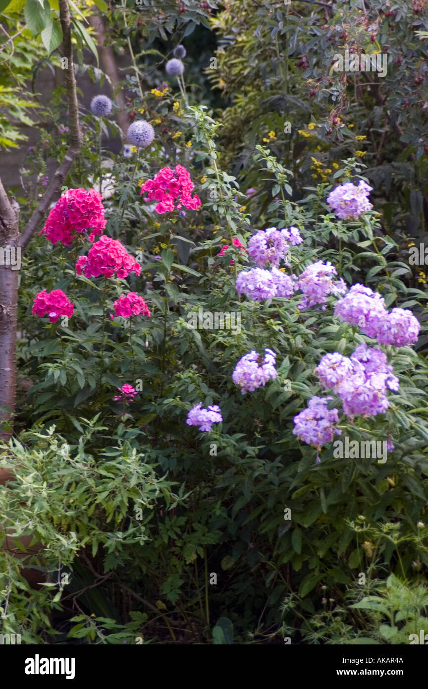 A colourful herbacious border in an English country garden Stock Photo ...
