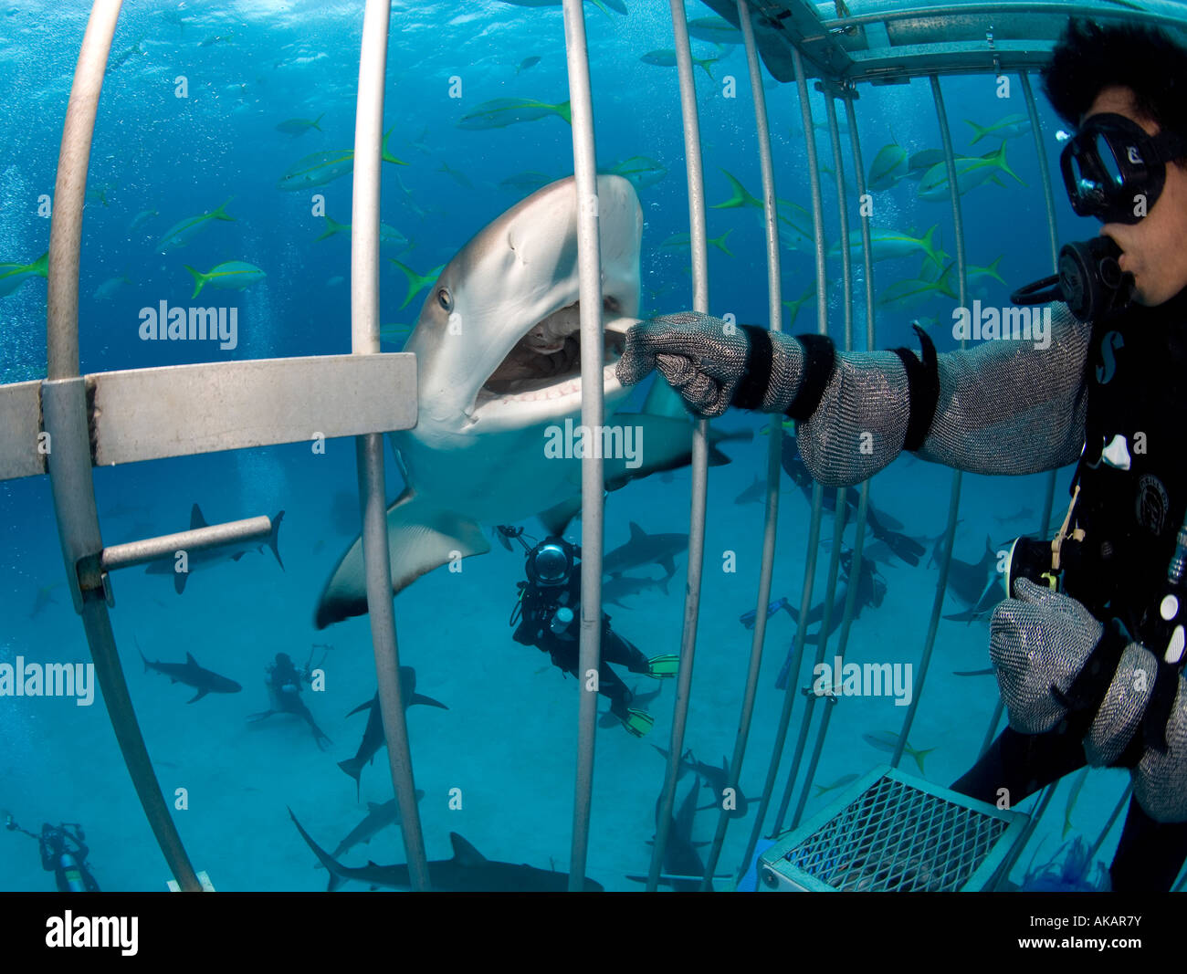 Shark wrangler hi-res stock photography and images - Alamy