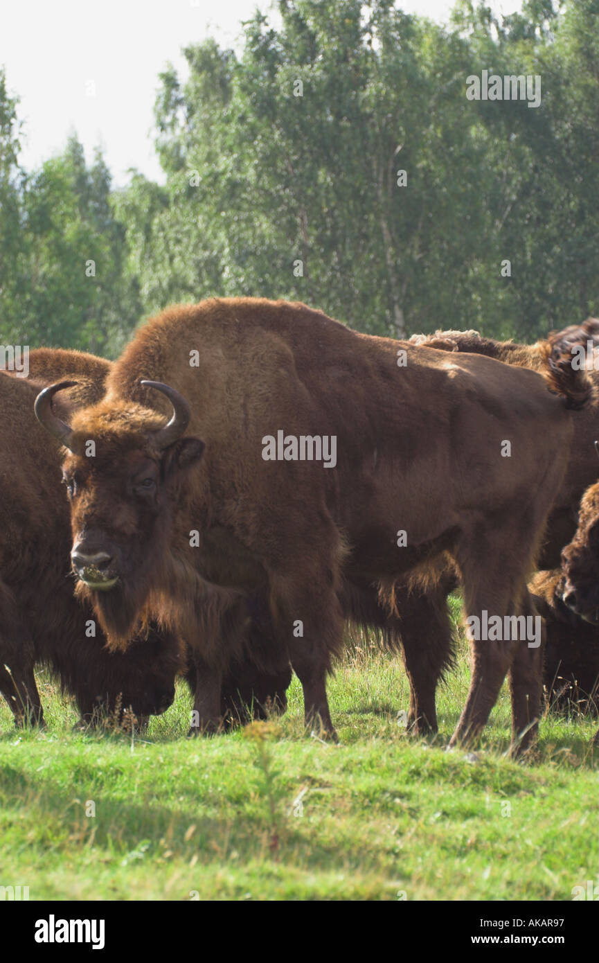 European Bull Bison Stock Photo