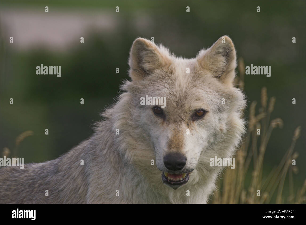 European wolf head study Stock Photo