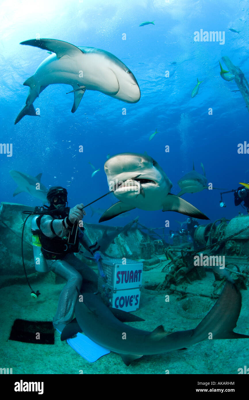 Shark wrangler, protected by chain mail suit, hand feeds bait to a