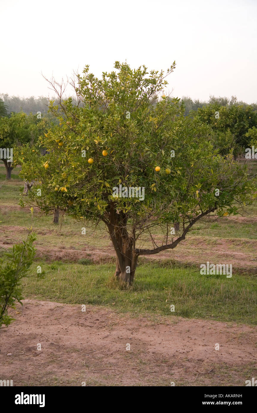 Orange Plantation Stock Photos & Orange Plantation Stock Images Alamy