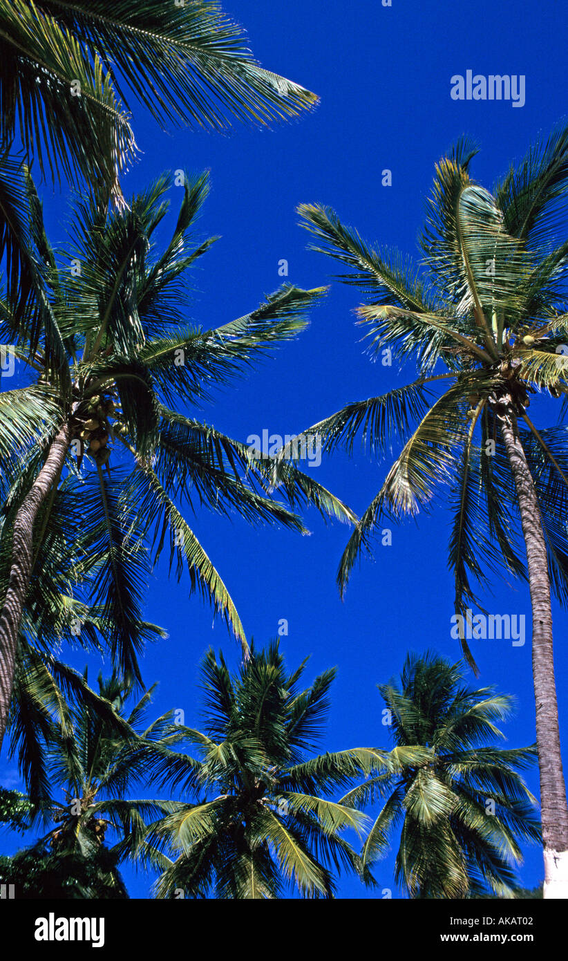 Palm trees in British Virgin Islands Caribbean Stock Photo Alamy