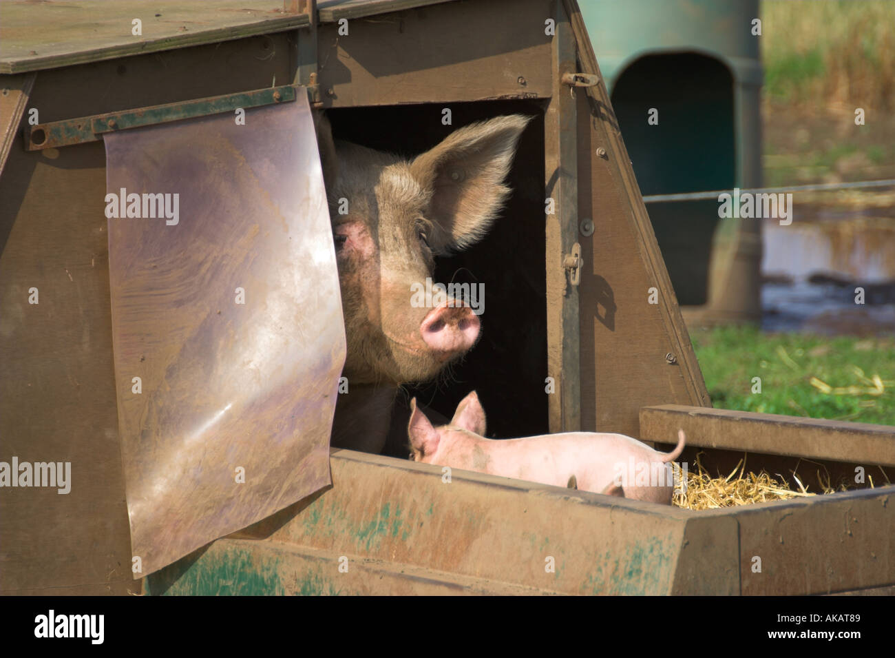 Pig and Pigglet in Sty Stock Photo