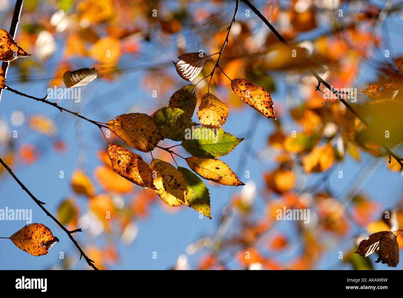 Autumn Colour of Wild cherry or Gean Prunus Avium, Wales, UK. Stock Photo
