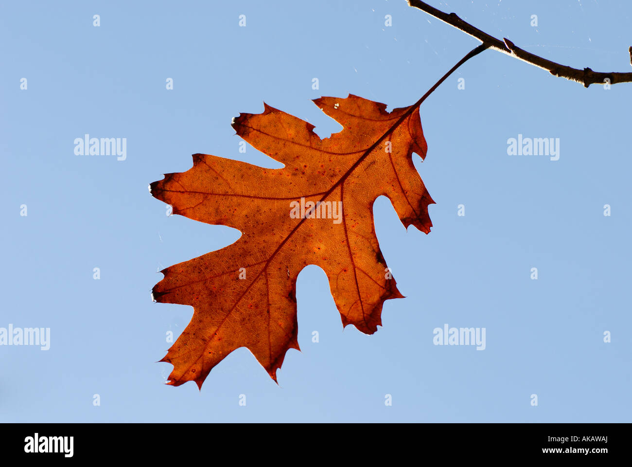 Single oak tree leaf hi-res stock photography and images - Alamy