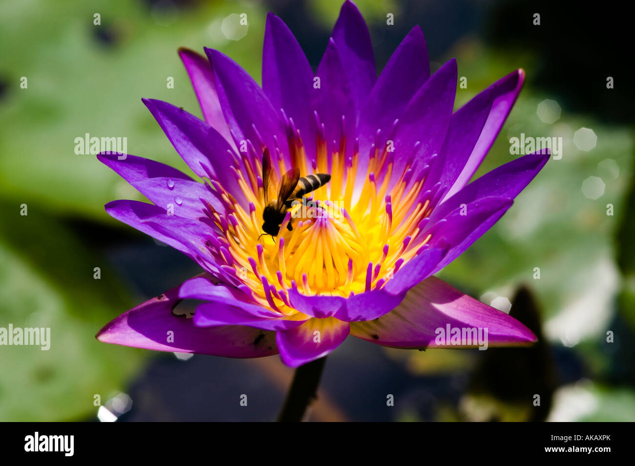 Bee and water lily hi-res stock photography and images - Alamy