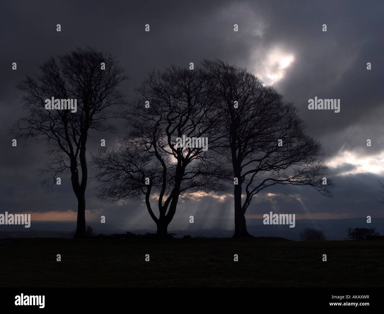 Silhouette trees against a stormy sky Stock Photo - Alamy