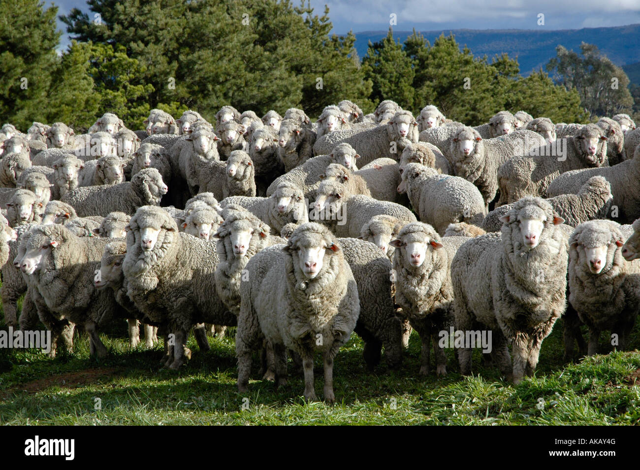 Flock of Australian cross breed sheep Stock Photo Alamy