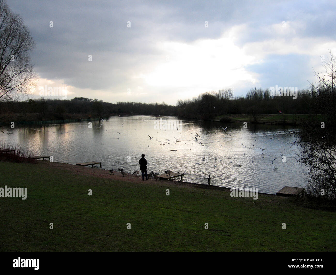 Feeding the ducks at Arrow Valley Lake Redditch Worcestershire England Stock Photo