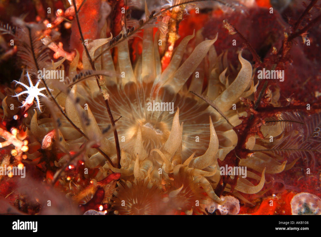 Pale clumping anemone in the Gulf of Mexico, off Texas Stock Photo