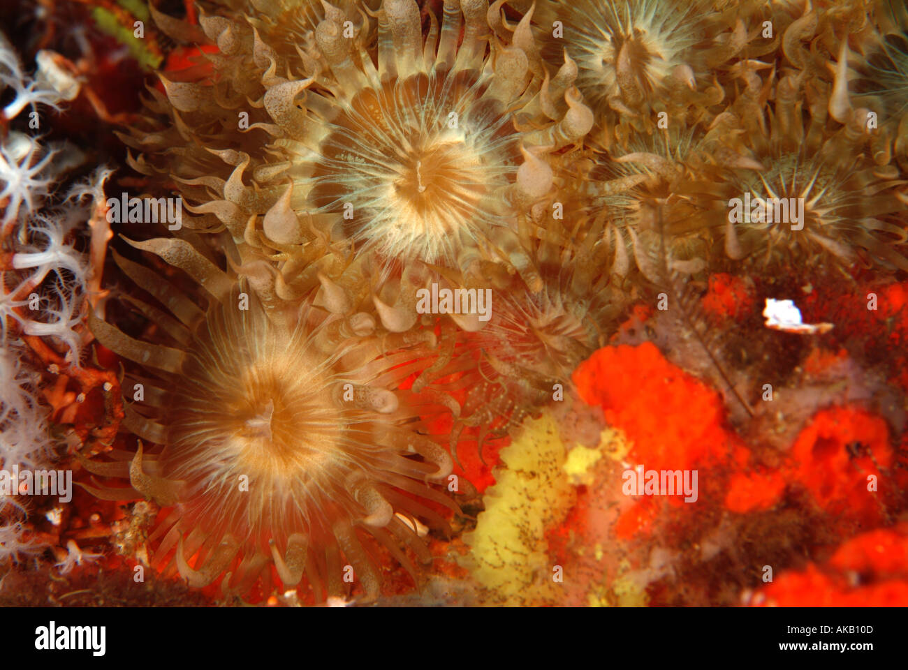 Light bulb anemone in the Gulf of Mexico, off Texas Stock Photo - Alamy