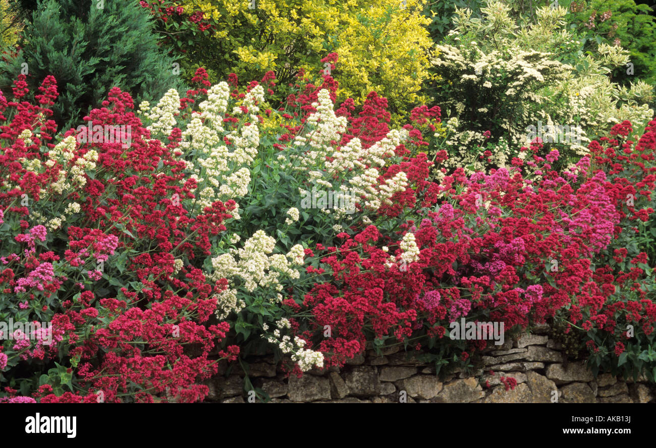 all heal Valerian Valeriana officinalis growing in stone wall Stock Photo