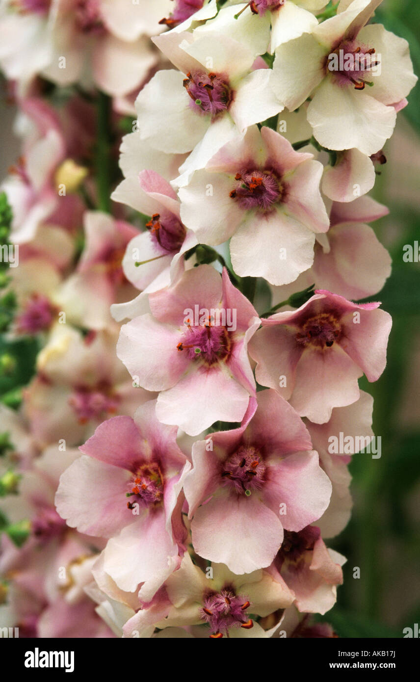 Verbascum Raspberry Ripple Stock Photo - Alamy
