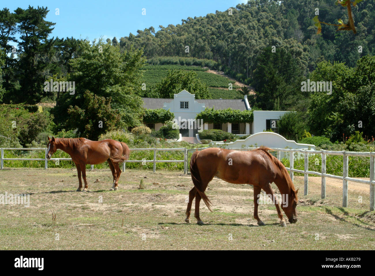 Cape Town South Africa Rsa Horses Grazing At Mont Rochelle - 