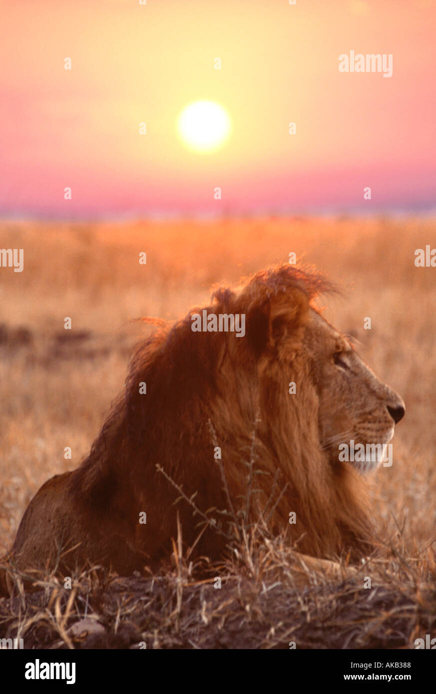 A male lion (panthera leo) with the rising sun in Kenya's Masai Mara reserve. Stock Photo