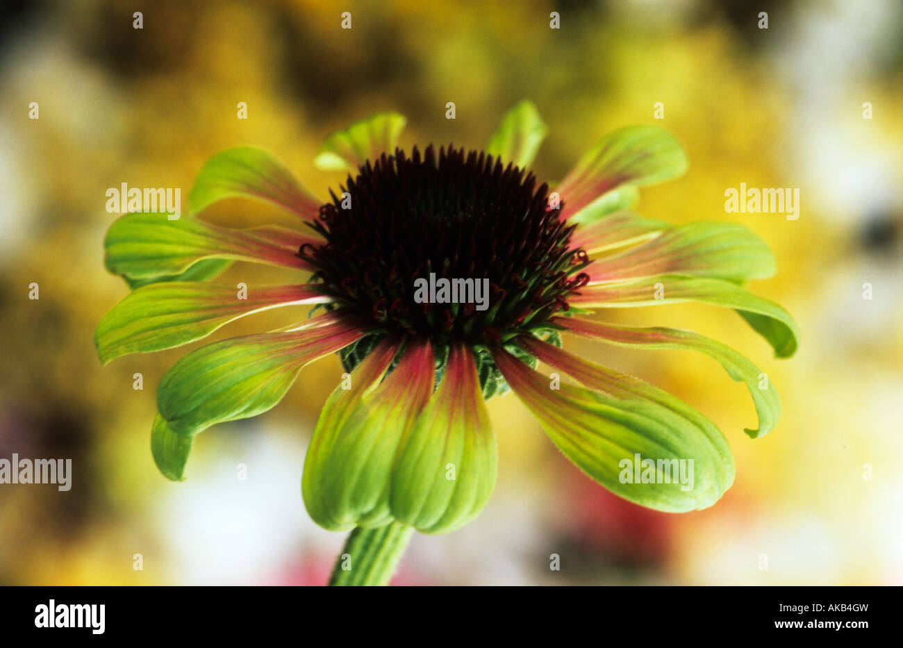 Echinacea purpurea Green Envy Stock Photo - Alamy