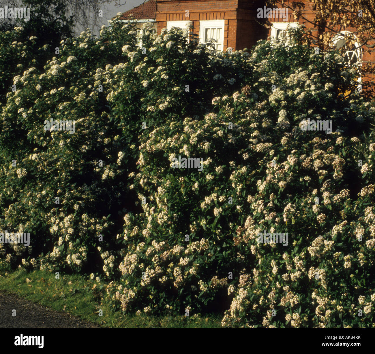 Viburnum tinus hedge hires stock photography and images Alamy