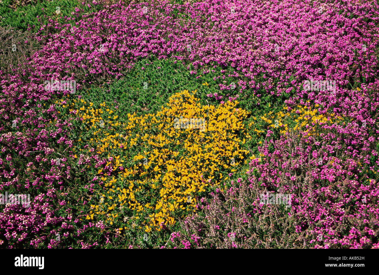 United Kingdom, Channel Islands, Jersey, Heather and Gorse Stock Photo