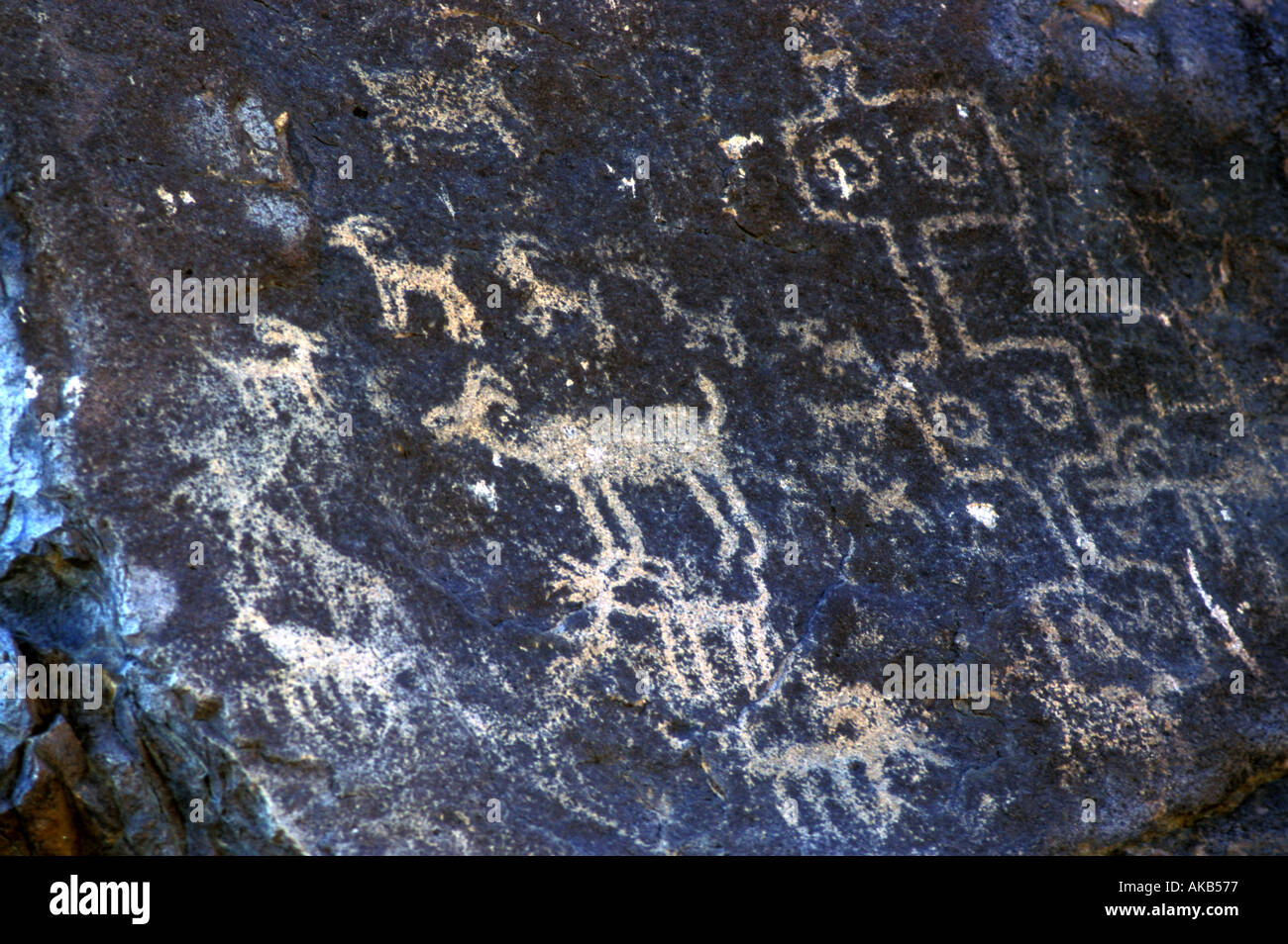 Cave art images depict livestock and primitive man on a grey stone wall ...