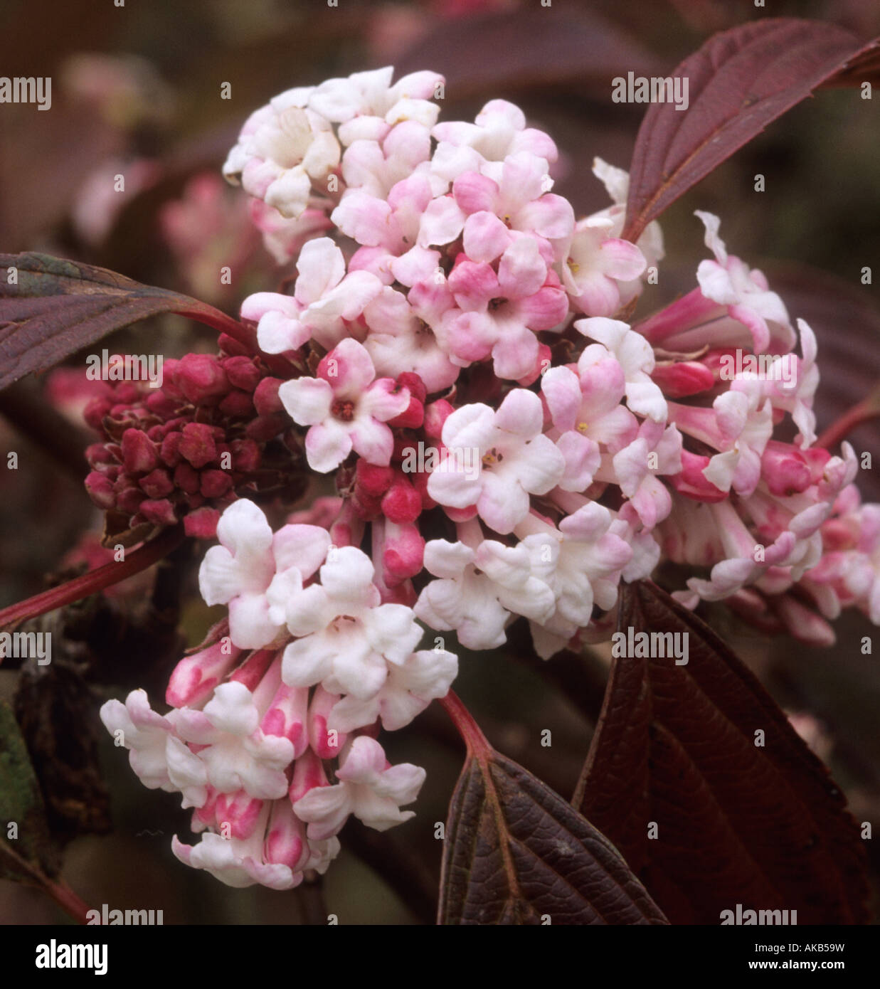 Viburnum x bodnantense Dawn Stock Photo Alamy