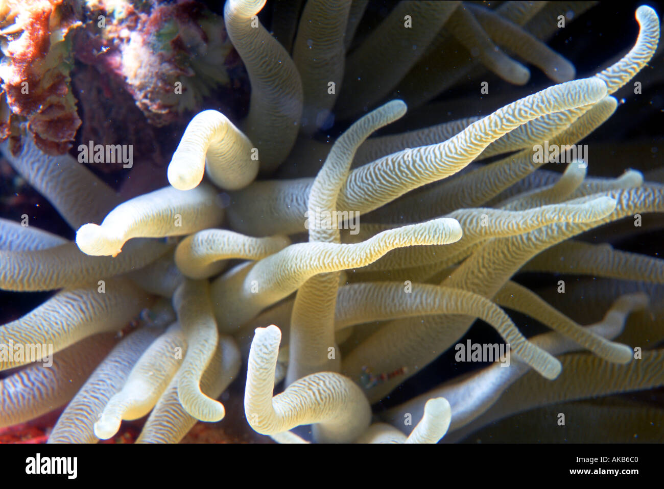 The curvaceous and delicate tentacles of this sea anemone look like alluring white fingers that beckon Stock Photo