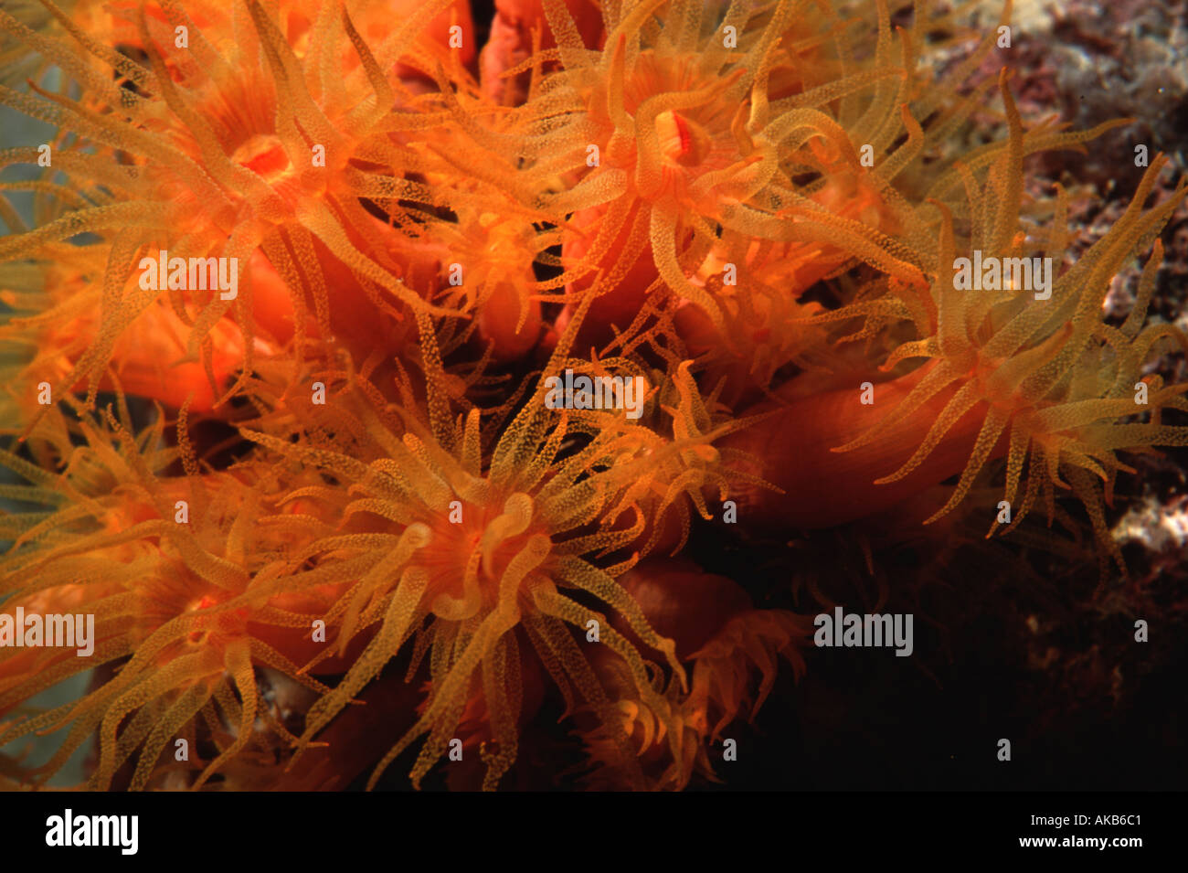 Vivid bursting hues of oranges and yellows are commonly found in orange cup coral at night when feeding Stock Photo