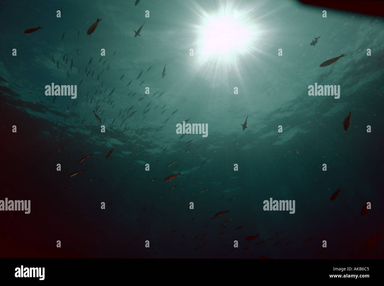 On a sunny day in the Caribbean it is typical to sight many fish schools silhouetted against bright rays of a Bahamian sun Stock Photo
