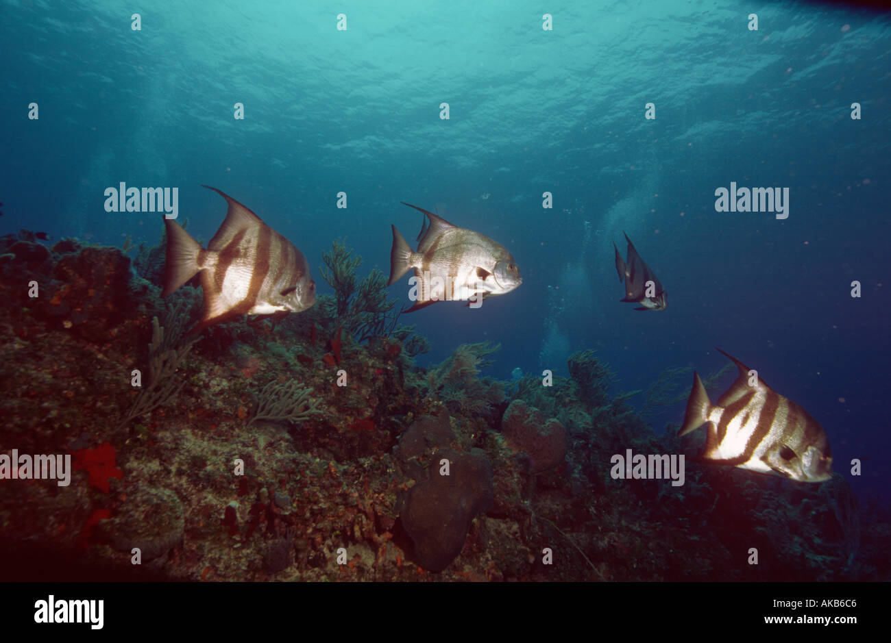 Silvery striped Atlantic spadefish busily swim over coral reef gardens in the Caribbean Stock Photo