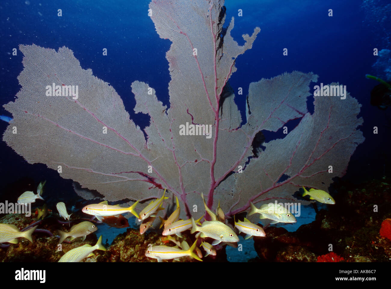 It has taken years of growth for this magnificent sea fan to reach such grand proportions Stock Photo