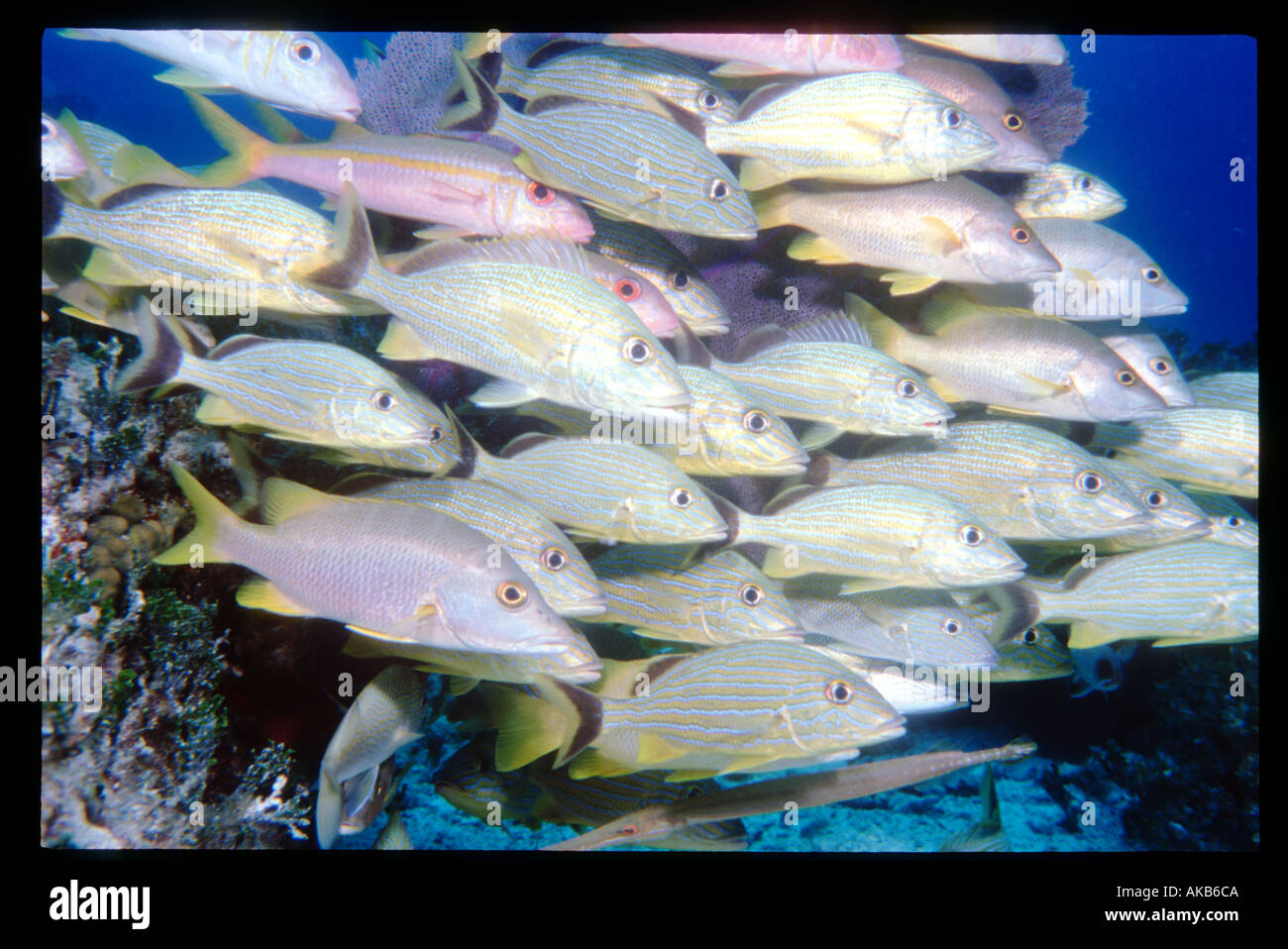 Bluestriped grunts huddle together in tight schools for protection Stock Photo